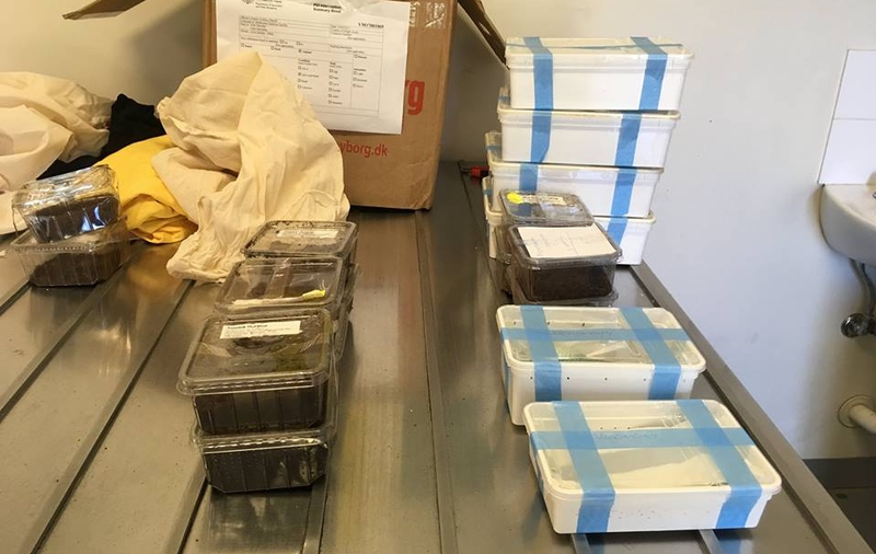 Packages of spiders and scorpions that have been euthanized after being shipped from Northern Europe and arriving in Australia in mid-March (Australian Department of Agriculture and Water Resources)